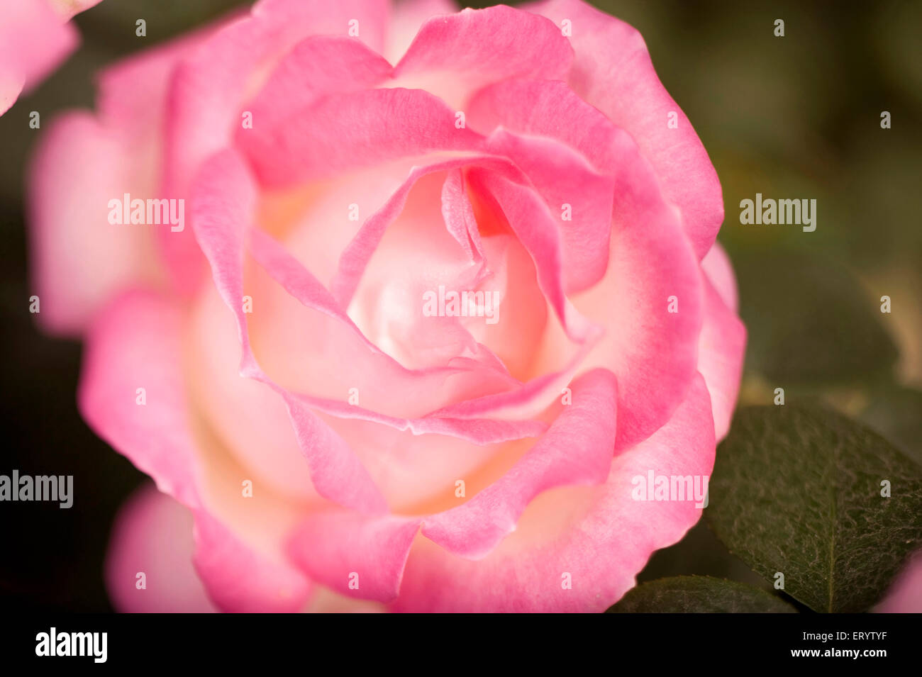 Rose fleur pétales rose Handel Macha montée rose, Bengale-Occidental, Inde, asie Banque D'Images