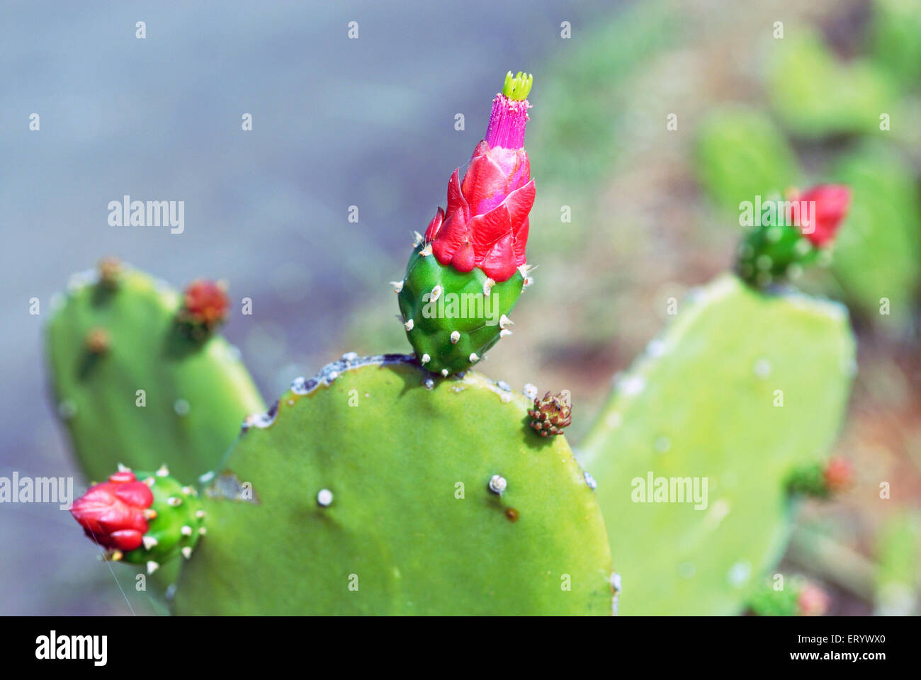 Fleur de cactus en fleurs ; Bombay Mumbai Maharashtra ; ; ; l'Inde Banque D'Images