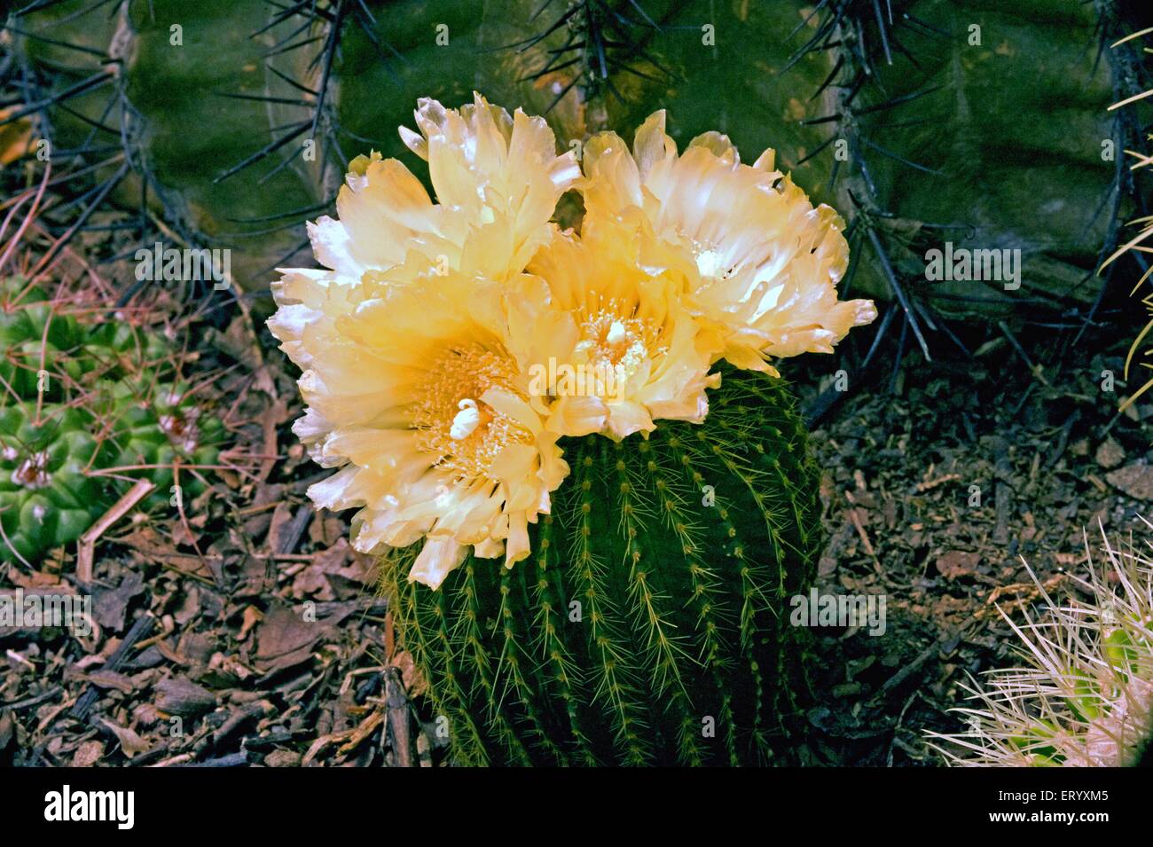 Parodia grossei, Eriocactus grossei, fleurs de Cactus en fleurs, pépinière de Cacti Pine View, Kalimpong, Bengale occidental, Inde, Asie Banque D'Images
