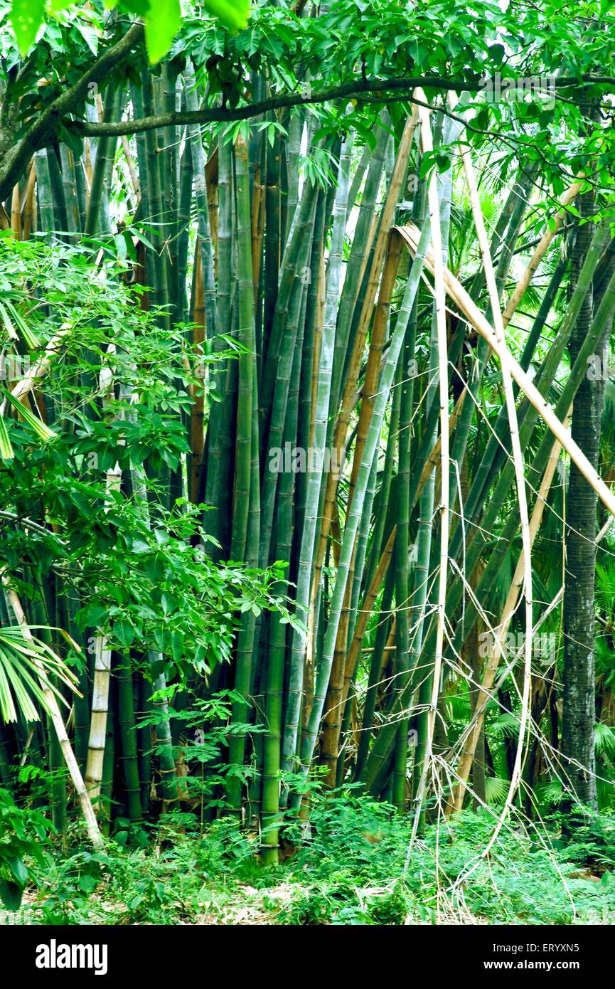 Forêt de bambou, Acharya Jagadish Chandra Bose, jardin botanique, jardin botanique, Shibpur, Calcutta, Kolkata, Bengale occidental, Inde, Asie Banque D'Images