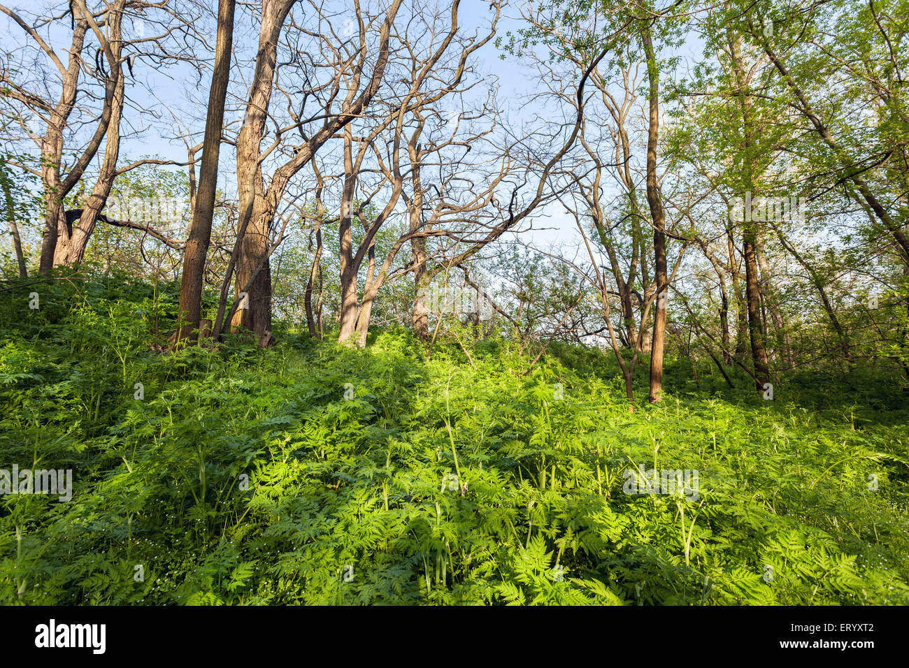 Coucher du soleil de printemps dans la belle forêt magique avec des plantes vertes, arbres et sentier. Paysage Banque D'Images