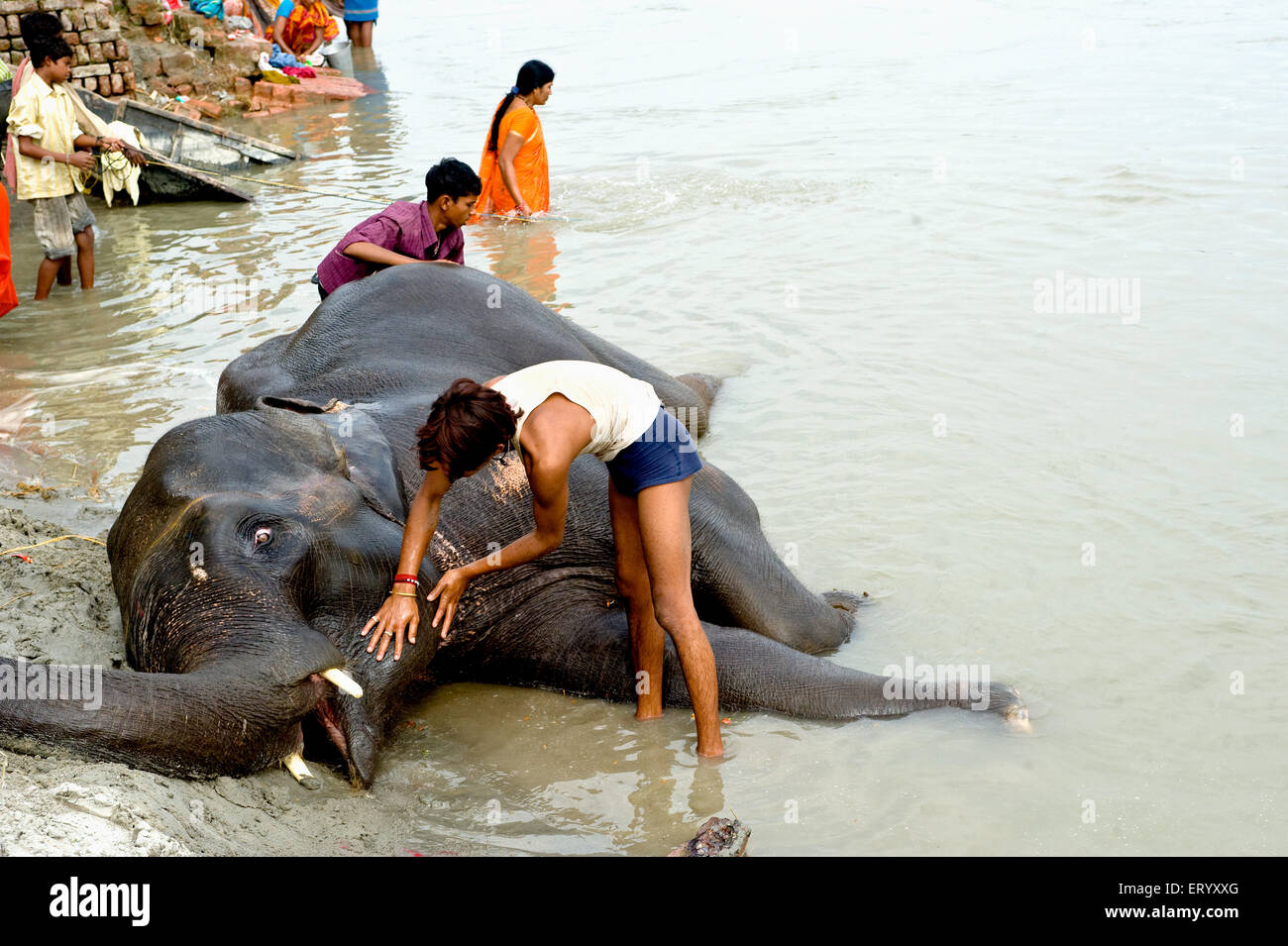 Baignade des éléphants dans la rivière Gandak, Sonepur Cattle Fair, Sonepur Mela, Harihar Kshetra Mela, Sonpur, Saran District, Bihar, Inde, Asie Banque D'Images