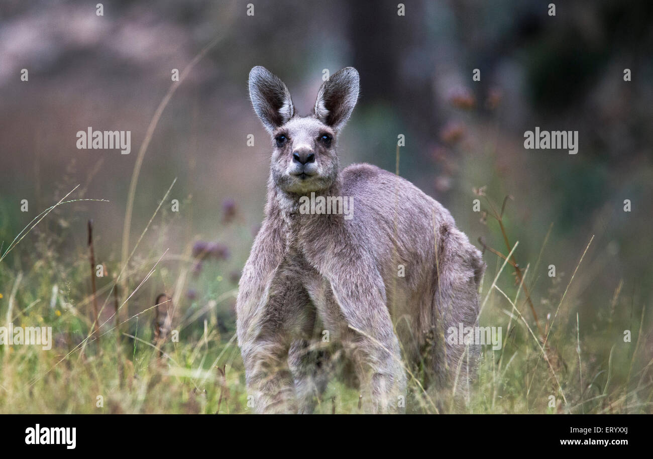 Grand Muscle Kangourou Gris De L Homme Adulte Male Parc National De Warrumbungles Australie Photo Stock Alamy