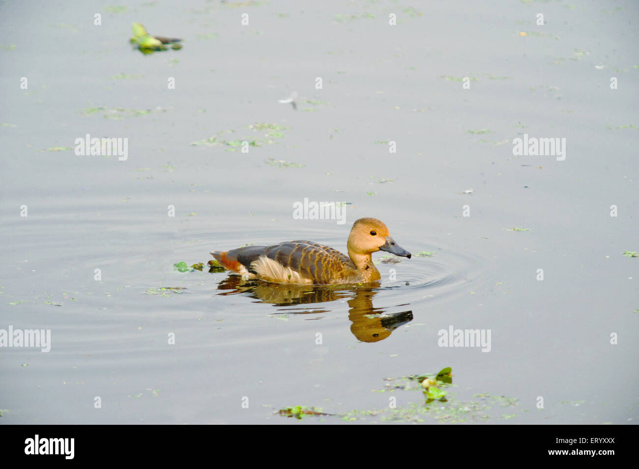 Canard à sifflement moindre, canard à sifflement indien, petit sarcelle à sifflement, dendrocygna javanica, Santragachi Jheel, Howrah, Bengale occidental, Inde, Asie Banque D'Images