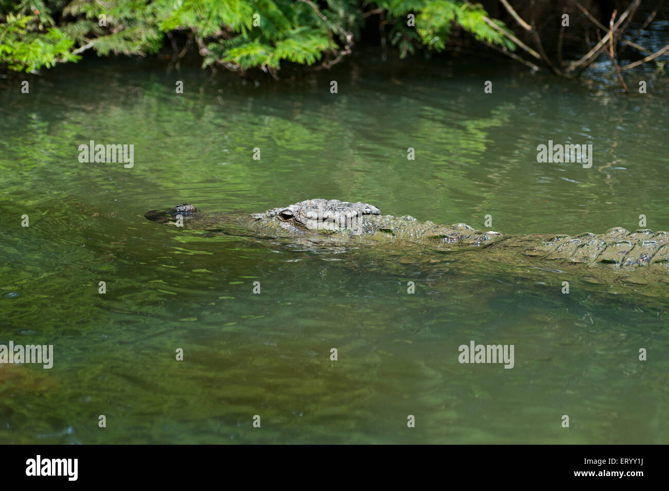 Marsh en crocodile ranganathittu Bird Sanctuary à Mysore, Karnataka, Inde ; ; Banque D'Images