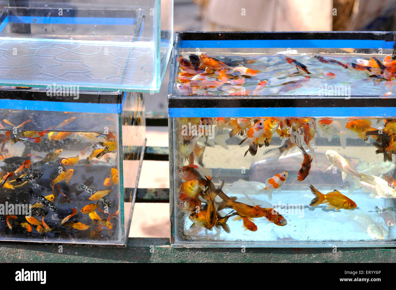 Poissons d'aquarium, marché des animaux du dimanche, Baghbazar, Calcutta, Kolkata, Bengale occidental, Inde, Asie Banque D'Images