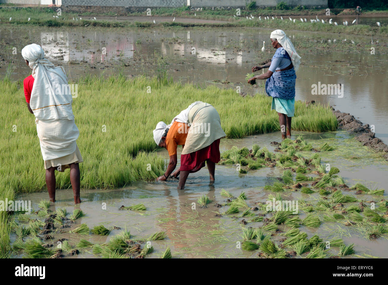 Les travailleurs qui travaillent dans les rizières ; Inde ; Kerala Banque D'Images