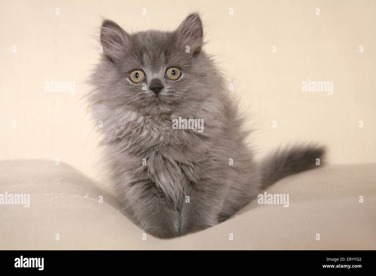 Chaton Selkirk Rex assis Banque D'Images