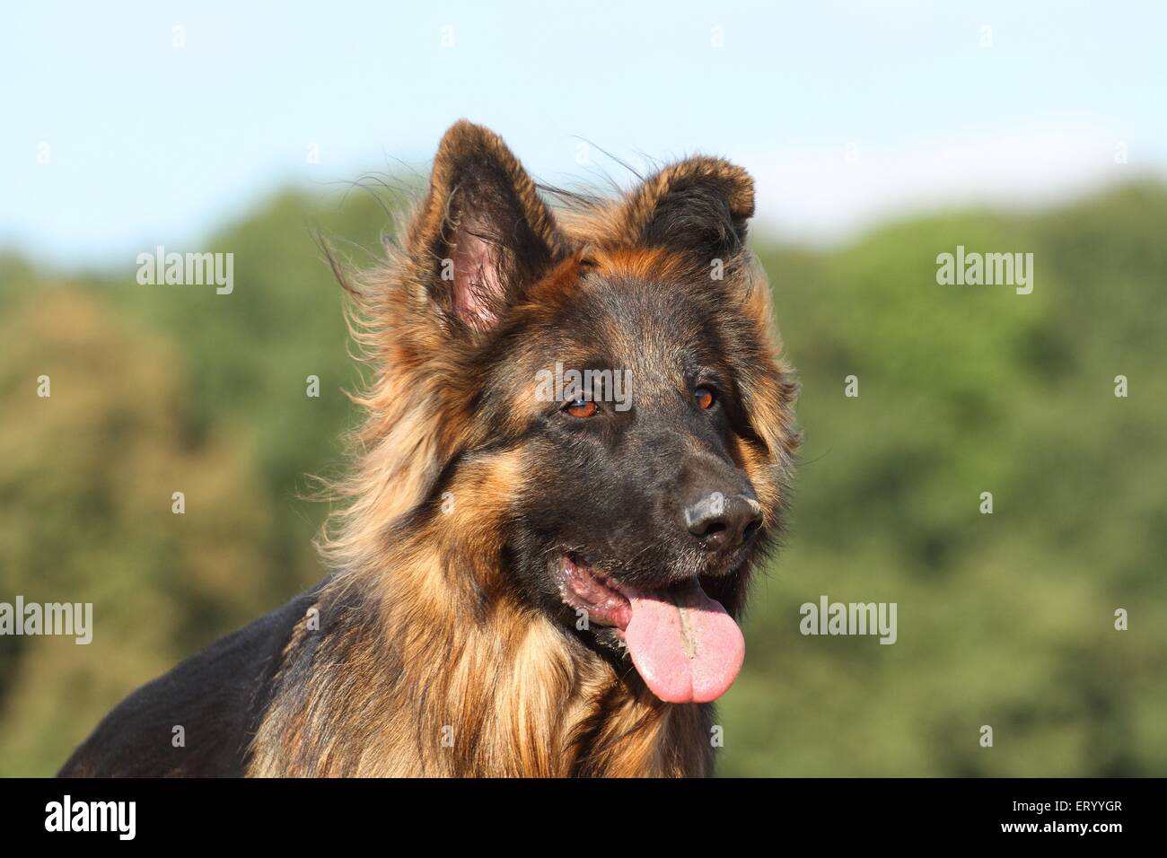 Portrait de berger allemand Banque D'Images