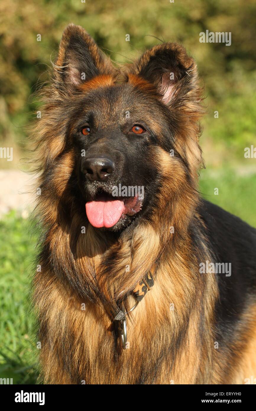 Portrait de berger allemand Banque D'Images