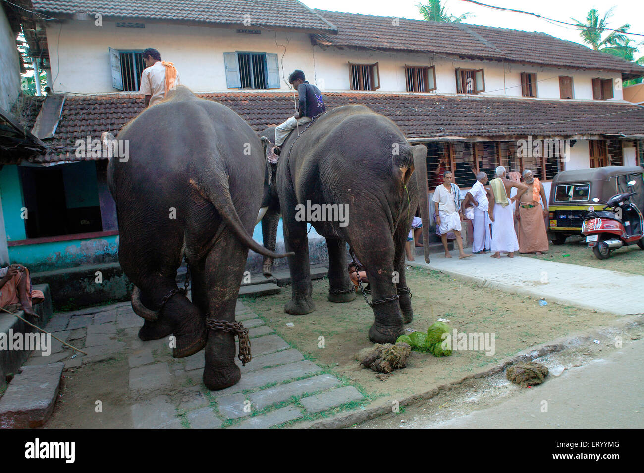 Éléphants pour le festival Ratholsavam Chariot ; Palghat , Palakad , Palakkad , Kerala , Inde , Asie Banque D'Images