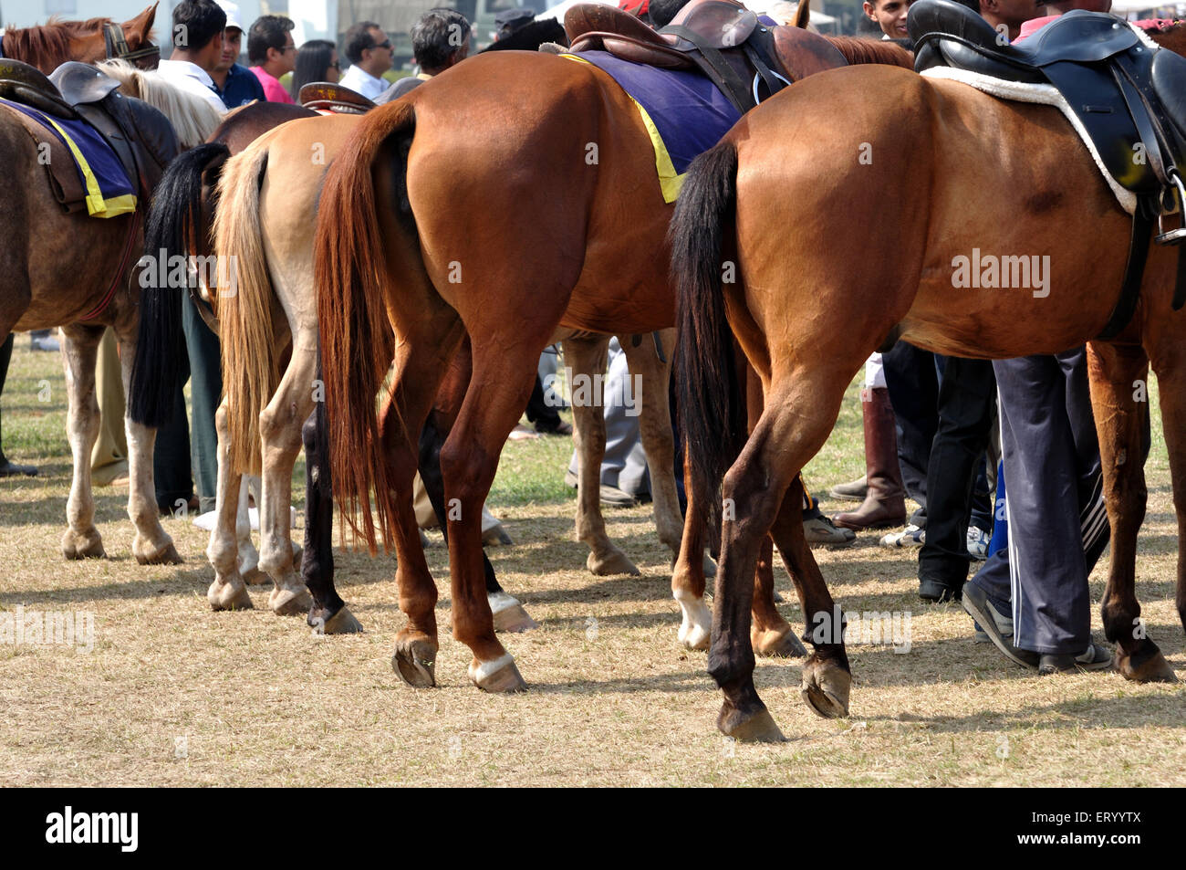 Spectacle de chevaux , Calcutta , Kolkata ; Bengale-Occidental ; Inde , asie Banque D'Images