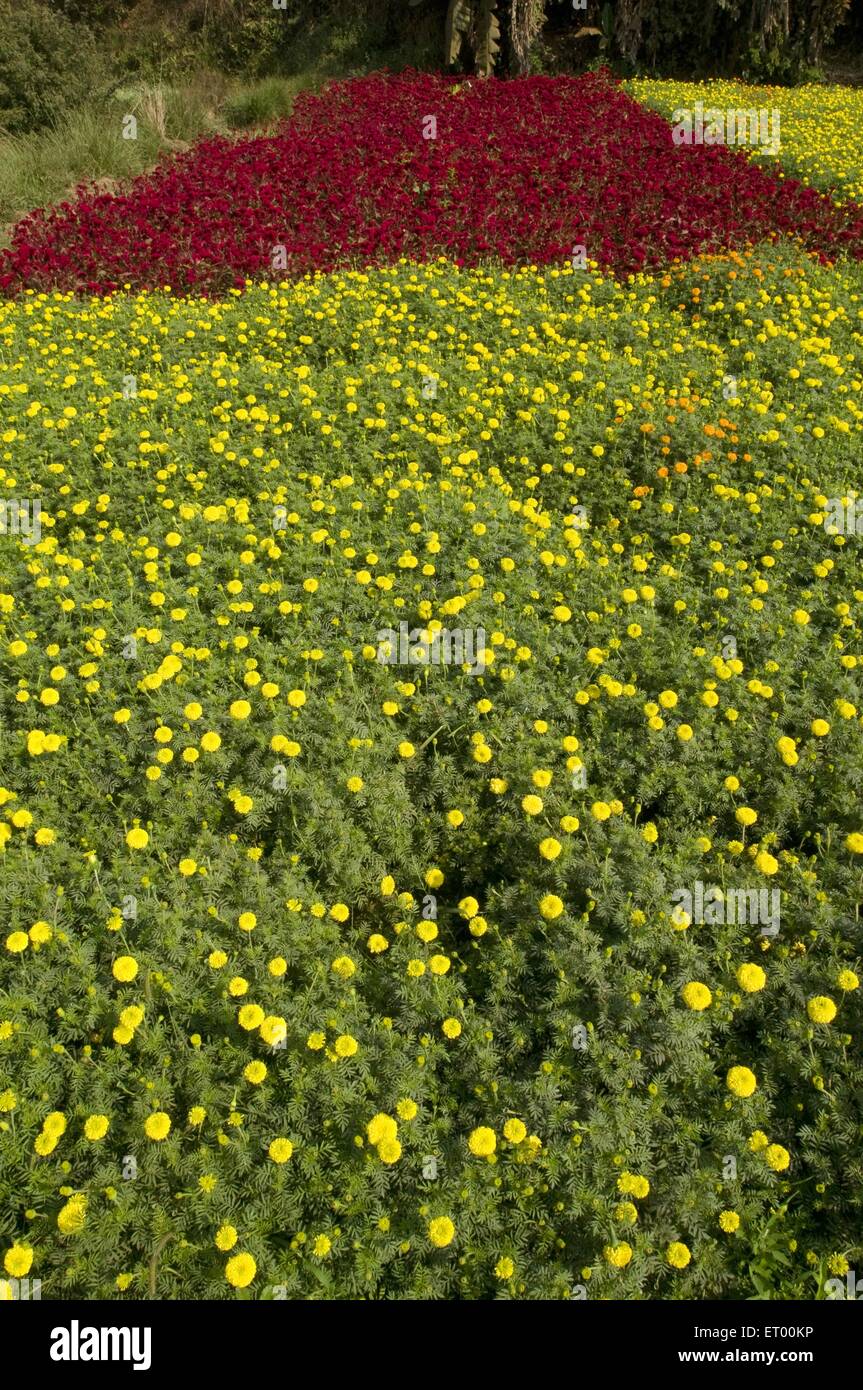 Culture des fleurs , Floriculture , fleuriculture , Midnapur , Midnapore , Medinipur , Bengale-Occidental , Inde , Asie Banque D'Images