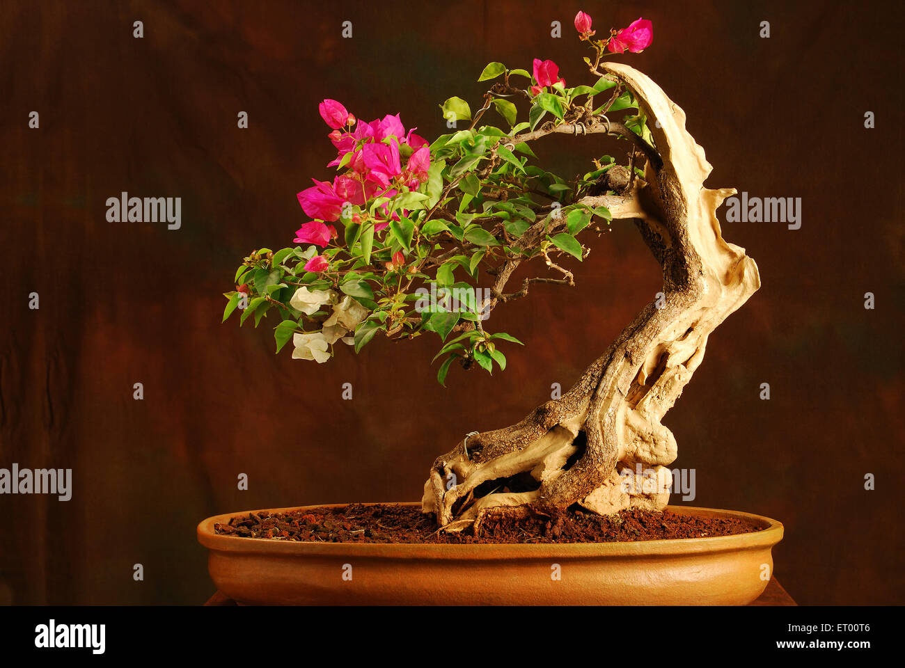 Fleur de bougainvillea, arbre à fleurs de Bonsai Banque D'Images