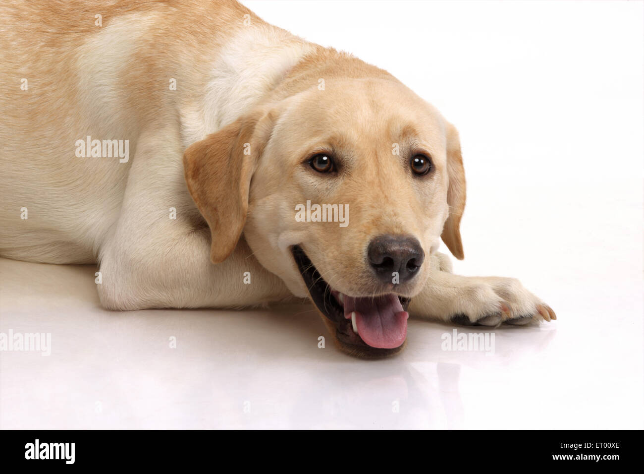 Labrador retriever mâle jaune relaxant ; Inde ; Banque D'Images