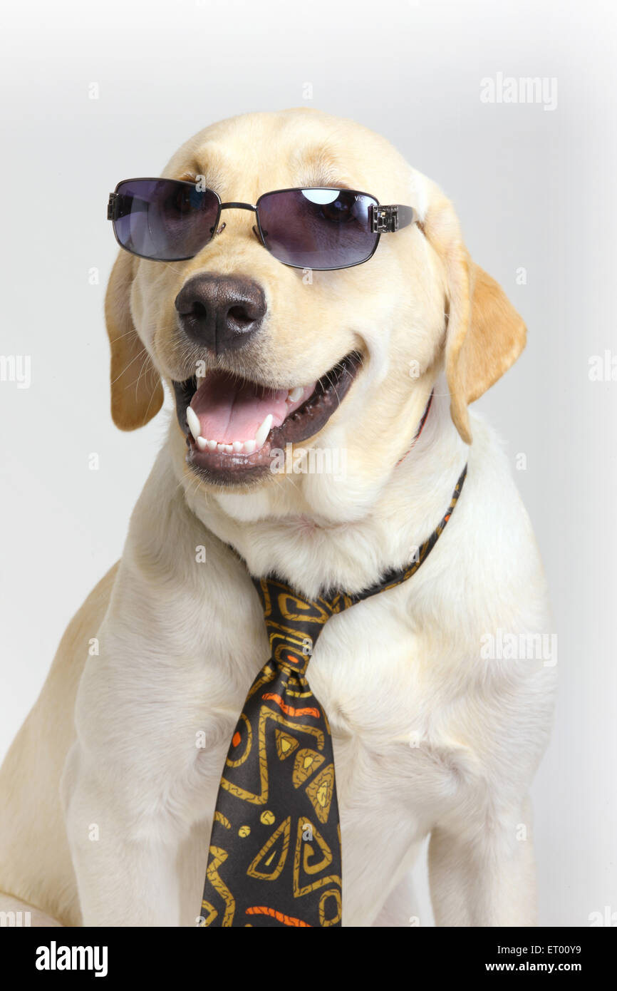 Labrador Retriever dog ; Labrador Retriever , Labrador , Lab , jaune mâle ; humoristique ; drôle ; Banque D'Images