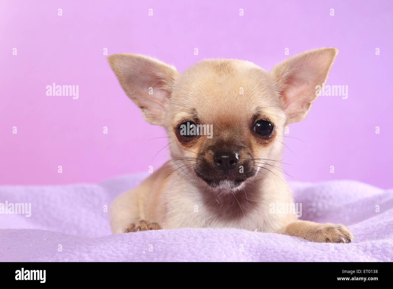Les basses Chihuahua Puppy Banque D'Images