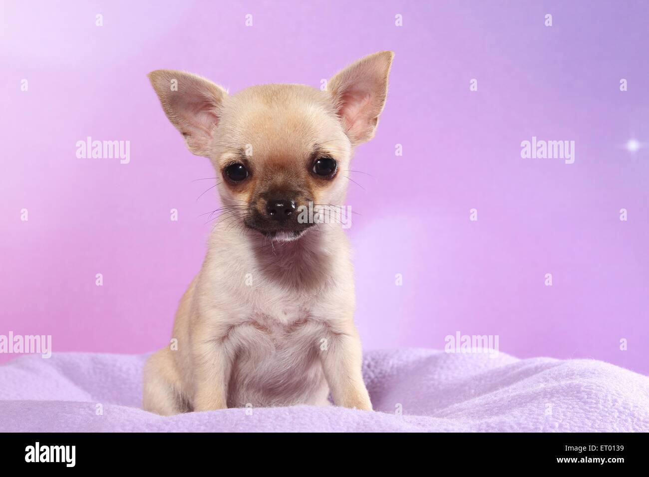 Les assis Chihuahua Puppy Banque D'Images