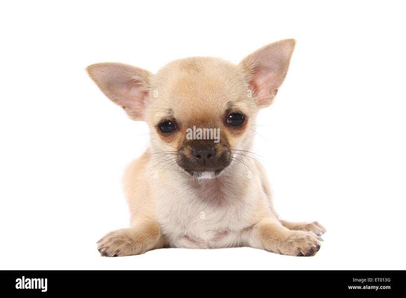 Les basses Chihuahua Puppy Banque D'Images