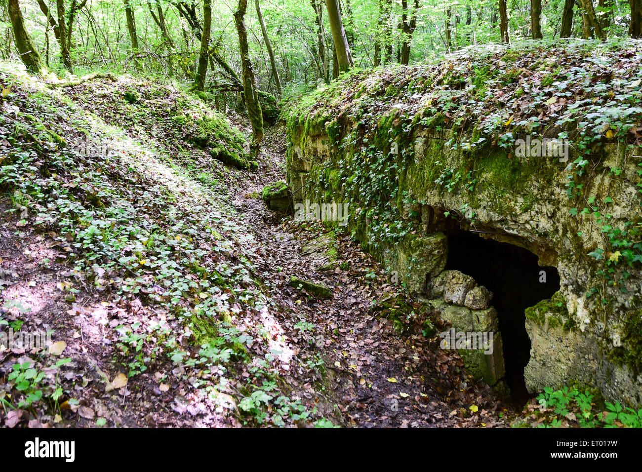 Allemand WW1 originale pirogue tranchée à St Mihiel Salient, Bois d'Ailly, forêt Lorraine, France Banque D'Images