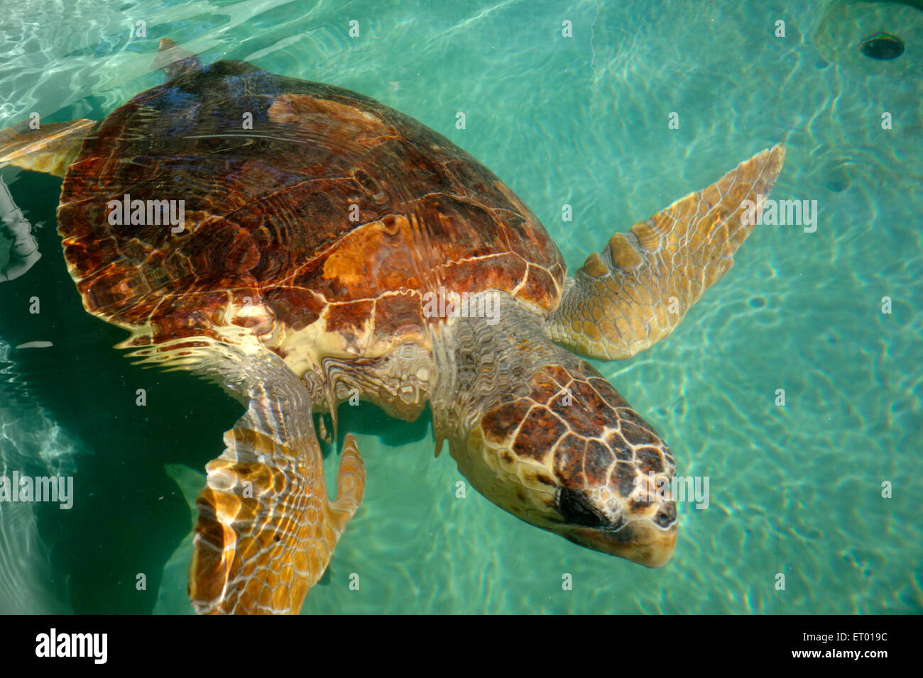 Tortue caouanne (Caretta caretta) au centre de sauvetage des tortues de mer, la plage d'Iztuzu, Dalyan Banque D'Images