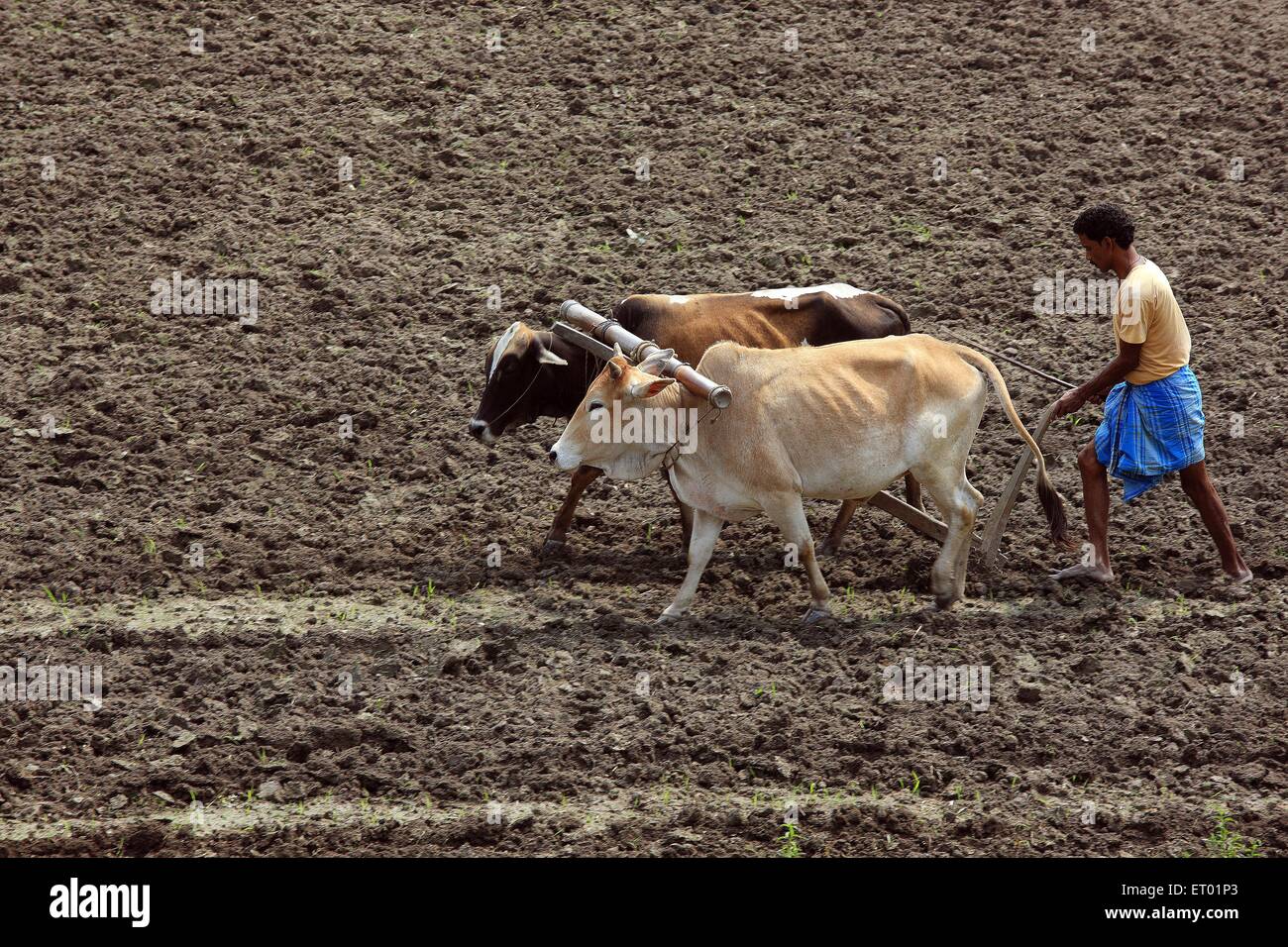 Agriculteur assamais labourant le champ avec des taureaux Assam Inde agriculteurs indiens Banque D'Images