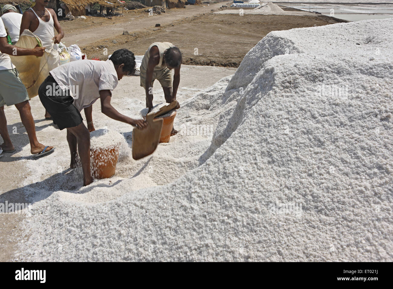 Sel de mer, salin, ferme de sel de Wadala, Bombay, Mumbai, Maharashtra, Inde, Asie Banque D'Images