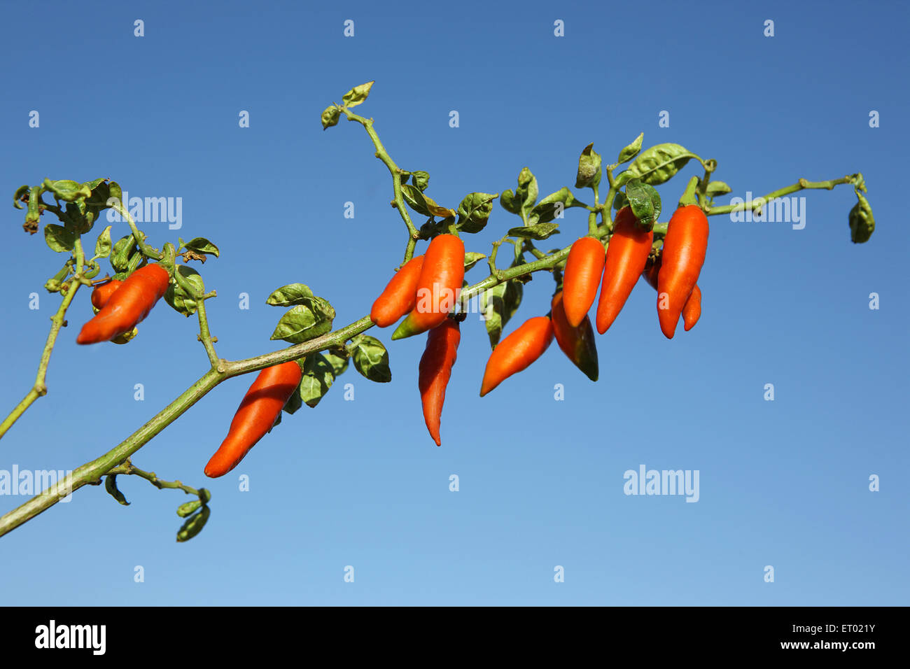 Plante Red Chilli Inde Banque D'Images