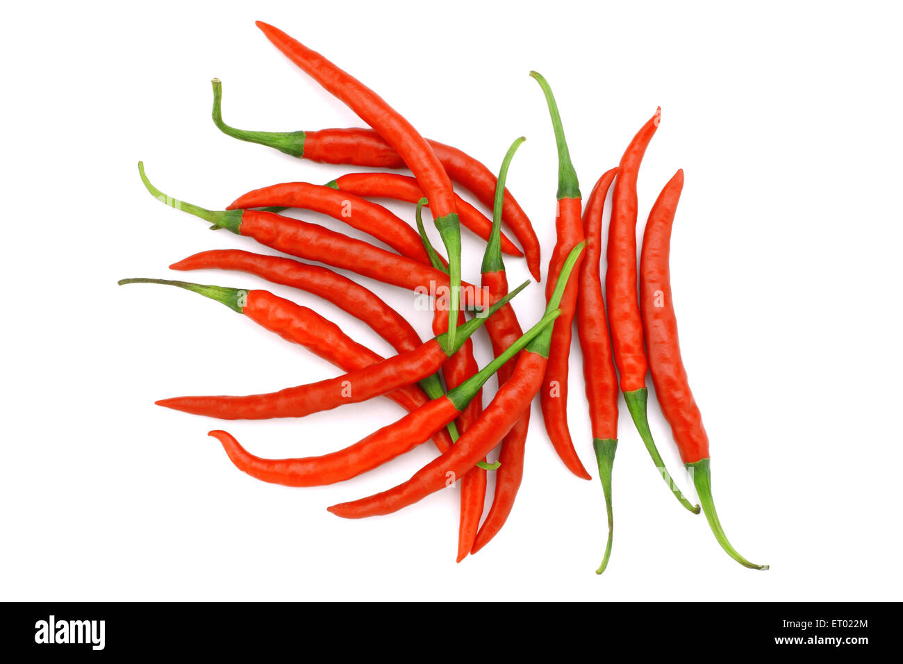 Piment rouge, Andhra Pradesh, Inde, Asie Banque D'Images