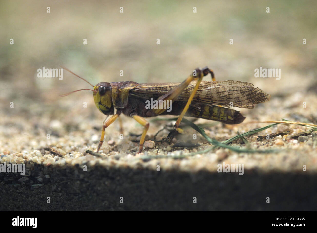 Criquet migrateur (Locusta migratoria) au Zoo de Prague, République tchèque. Banque D'Images
