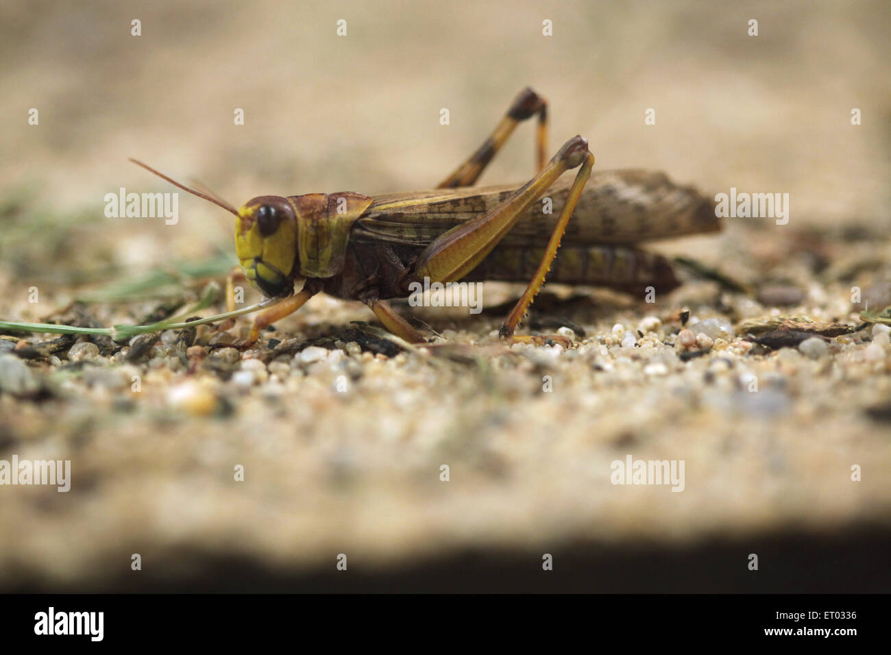 Criquet migrateur (Locusta migratoria) au Zoo de Prague, République tchèque. Banque D'Images