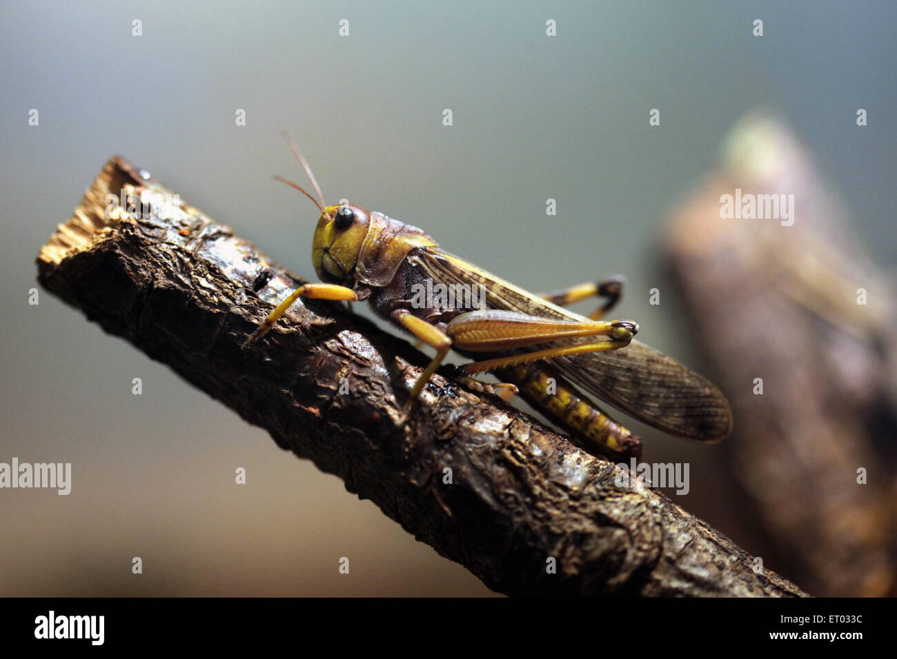 Criquet migrateur (Locusta migratoria) au Zoo de Prague, République tchèque. Banque D'Images
