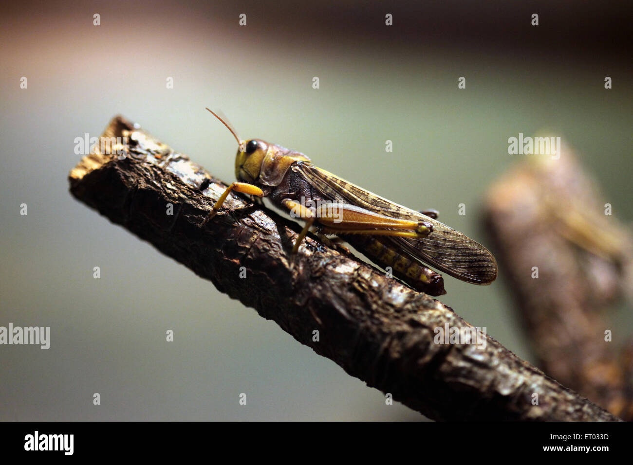 Criquet migrateur (Locusta migratoria) au Zoo de Prague, République tchèque. Banque D'Images