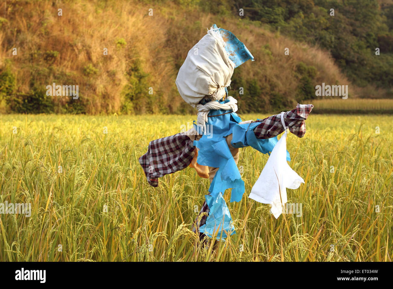 Scarérow humanoïde dans champ de riz , leurre , mannequin , Coorg , Madykeri , station de colline , district de Kodagu , Ghats occidentaux , Karnataka , Inde , Asie Banque D'Images