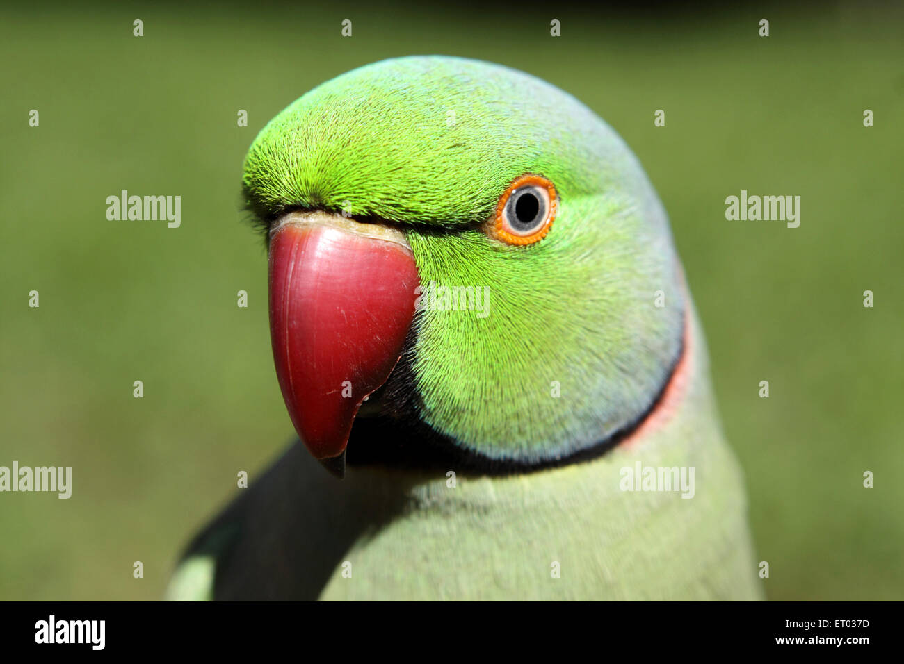 Rose oiseau perruche Psittacula krameri ; Chine ; Inde ; Gujarat Banque D'Images