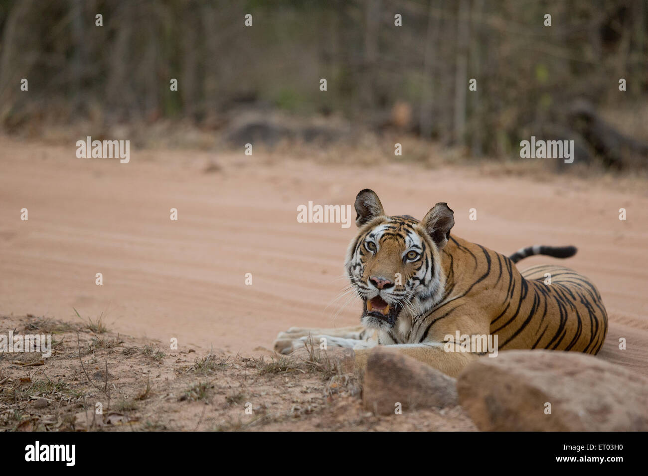 Tigre du Bengale Royal assis sur piste en forêt dans le Parc National de Bandhavgarh en Inde Banque D'Images