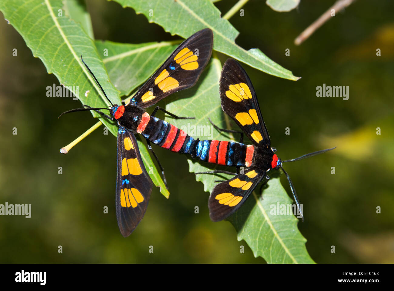 Papillon , accouplement , papillon , Euchromia polymena, Vishakhapatnam ; Andhra Pradesh ; Inde ,Asie Banque D'Images