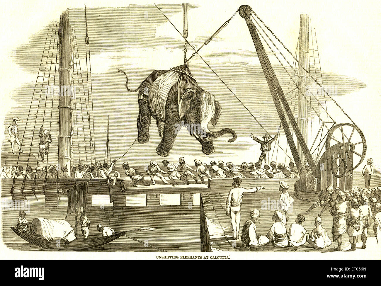 Chargement d'éléphants dans un navire, Calcutta, Kolkata, Bengale-Occidental, Inde, Lithographie d'Asie, d'Inde, d'Asie, de vieux millésime 1800s Banque D'Images