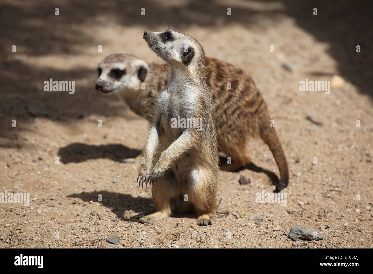 Deux Les suricates (Suricata suricatta), également connu sous le nom de suricate au Zoo de Prague, République tchèque. Banque D'Images