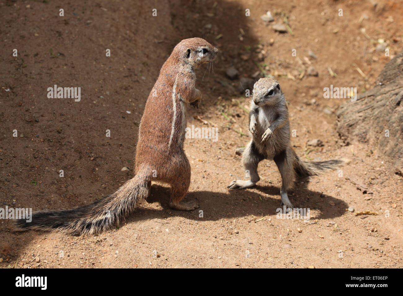 Deux écureuils terrestres (Ha83 inauris) au Zoo de Prague, République tchèque. Banque D'Images