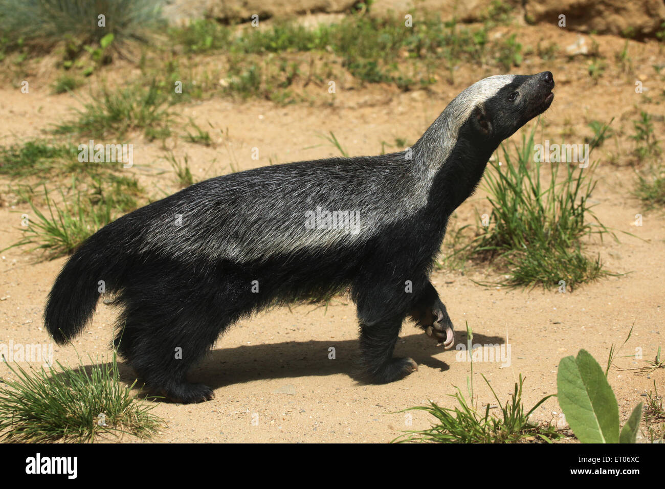 Ratel Honey Badger Banque D Image Et Photos Alamy