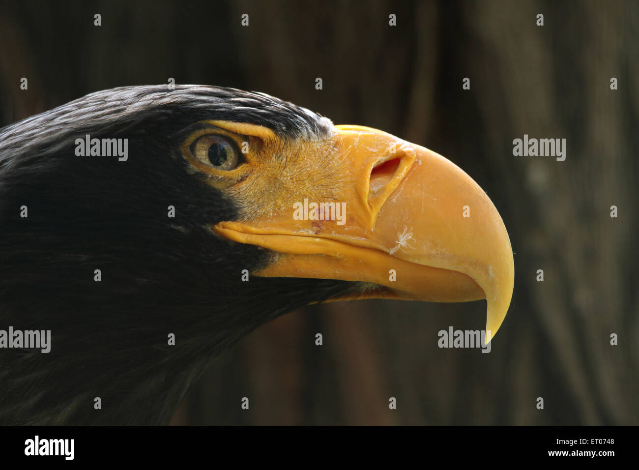 L'aigle de mer de Steller (Haliaeetus pelagicus) au Zoo de Prague, République tchèque. Banque D'Images