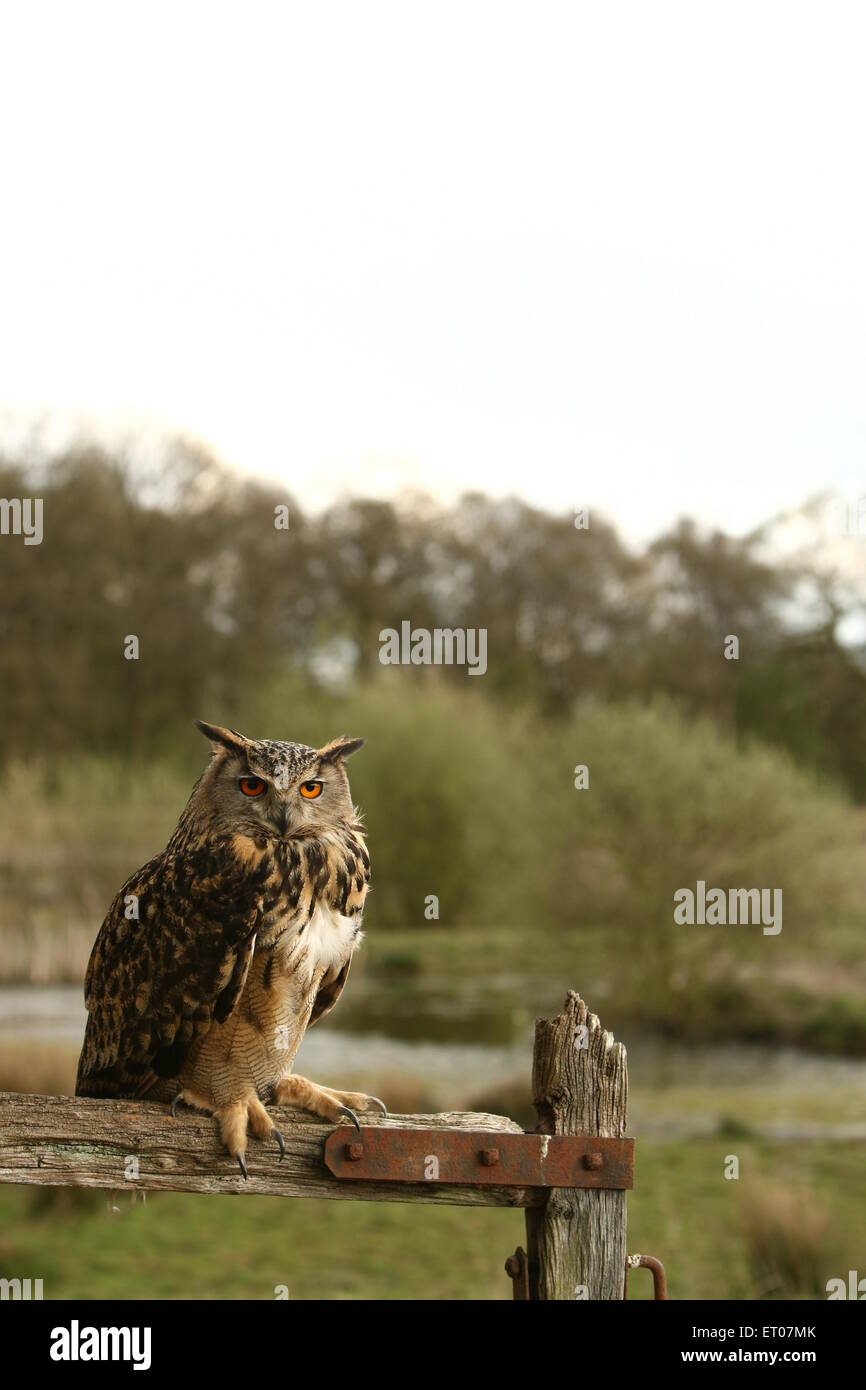 Grand-duc (Bubo bubo), perché sur ferme, UK. Banque D'Images