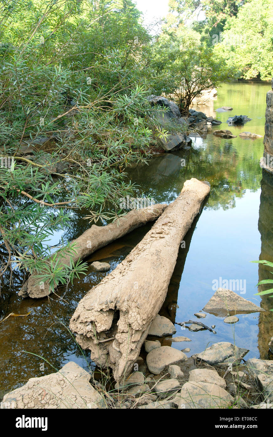 Baralikkadu eco touristique du Karamadai Pilloor est situé à gamme Athikkadavu ; Western Ghats près de Coimbatore ; Tamil Nadu Banque D'Images