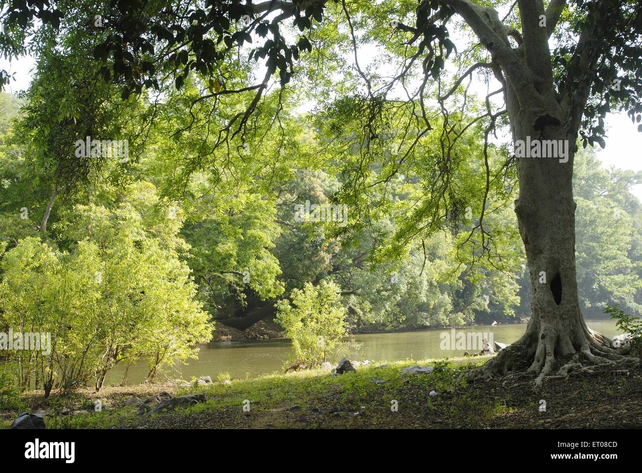 Baralikkadu eco touristique du Karamadai Pilloor est situé à gamme Athikkadavu ; Western Ghats près de Coimbatore ; Tamil Nadu Banque D'Images