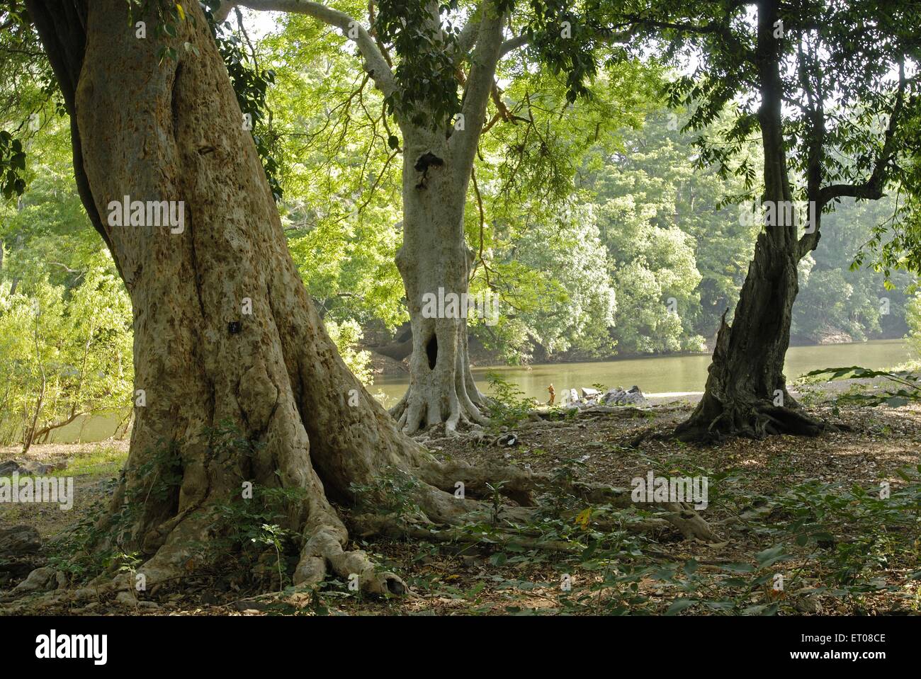 Baralikkadu eco touristique du Karamadai Pilloor est situé à gamme Athikkadavu ; Western Ghats près de Coimbatore ; Tamil Nadu Banque D'Images