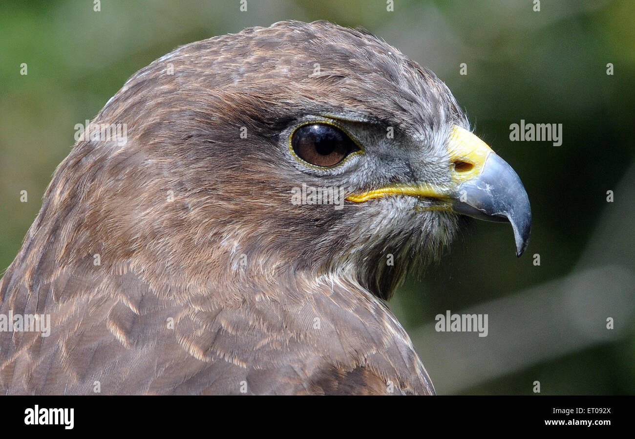 Une Buse, Buteo buteo dans le nouveau Forset, Hampshire. Pic Mike Walker, Mike Walker Images Banque D'Images