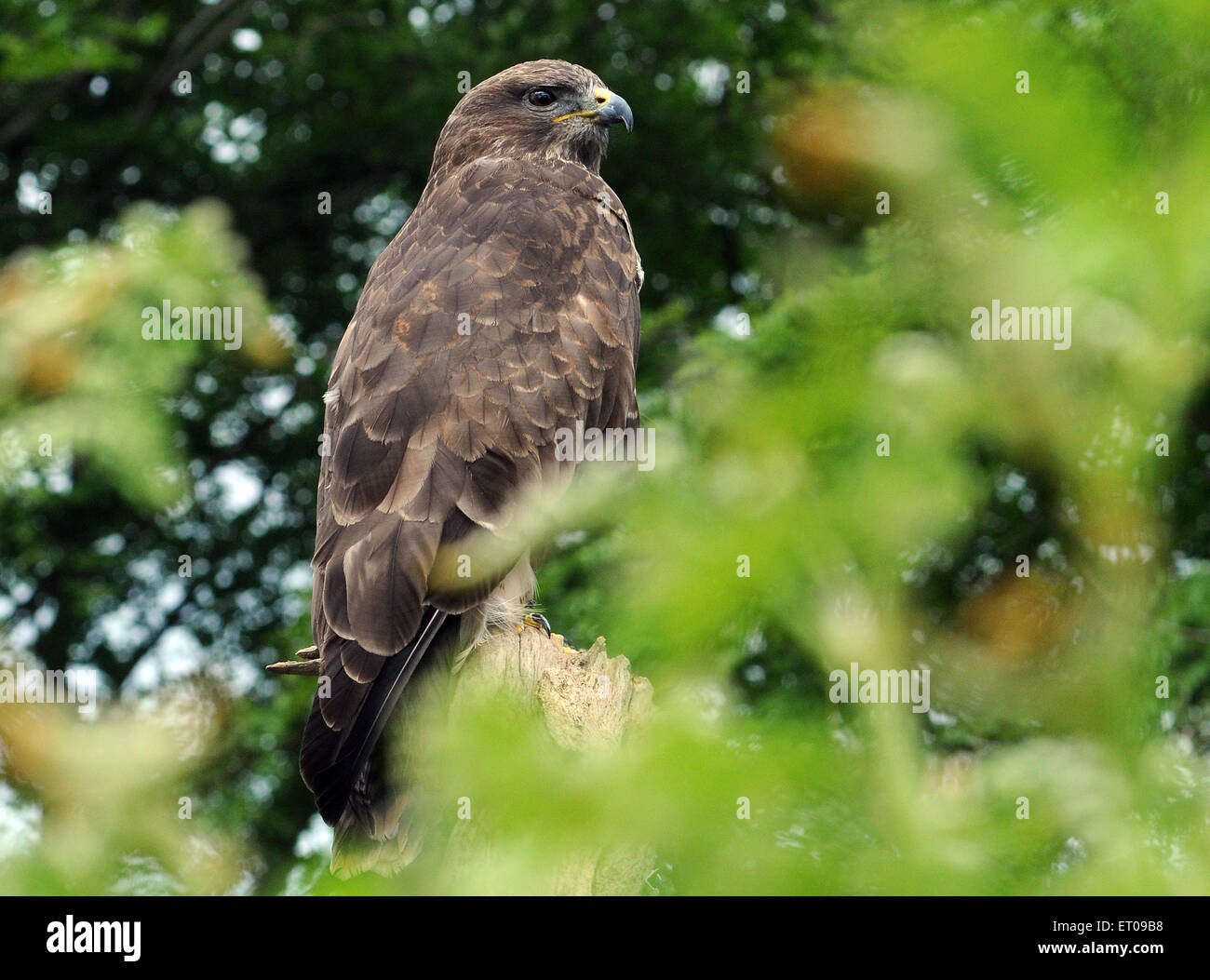 Une Buse, Buteo buteo dans le nouveau Forset, Hampshire. Pic Mike Walker, Mike Walker Images Banque D'Images