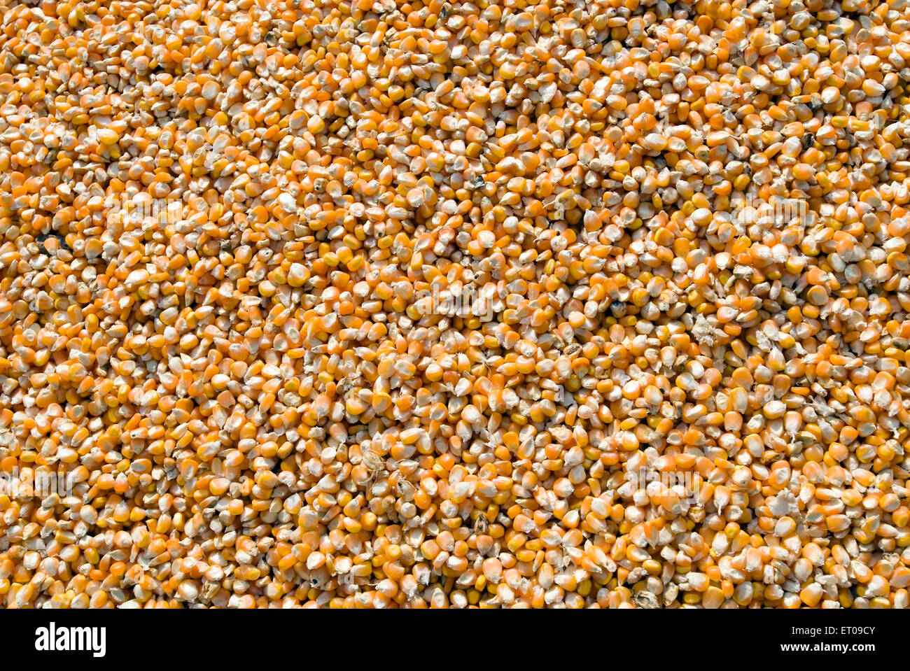 Maïs, maïs, céréales séchées, Inde, asie Banque D'Images