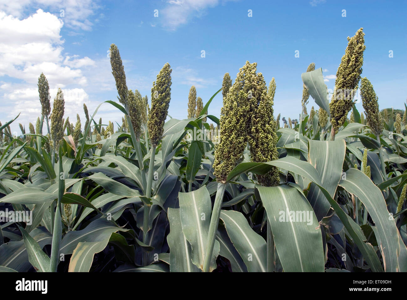 Sorghum bicolor ; vulgare du Sorgho ; famille des graminées ; Jowar ; plantation ; Tamil Nadu Inde Banque D'Images